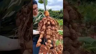 Harvest Fresh Eddoes 