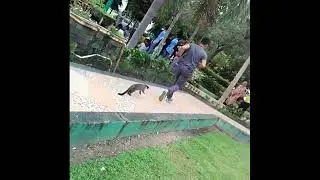 Dikejar musang akar #shorts