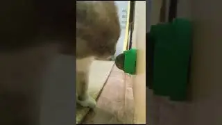 Кот наркоман - горе в семье!