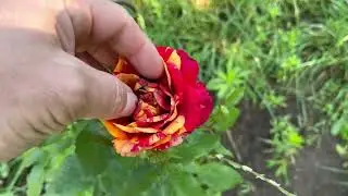 Всем спасибо 🙏 за то что смотрите меня и так расскажу про себя чуток