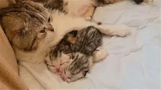 Маленькие котята ползают как червячки🪱 мяукают🐈зовут маму кошку.