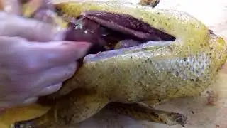 Мускусная утка. Вес тушки?