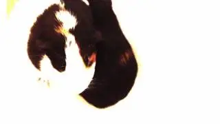 GUINEA PIG ICE CREAM.  ~ playing with piggies