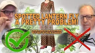 The Spotted Lantern Fly | A Pretty Problem! | The Analysis & Advice To Win the Landscape Fight!