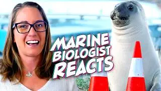 Neil the Seal: Marine Biologist's Take on the Viral Sensation