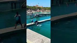 Дельфины тренируются в морском бассейне. Прыгают из воды вверх