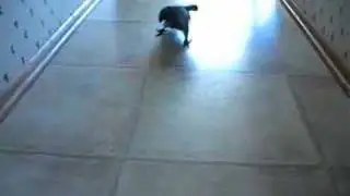 Max scurrying around