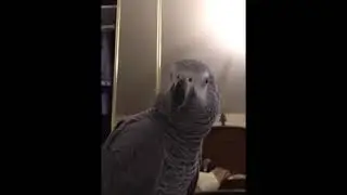Папа, ау !