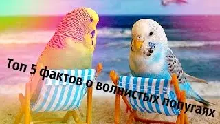 Топ 5 фактов о волнистых попугаях