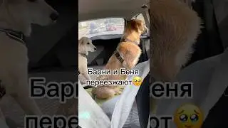 Собачки Барни и Беня переезжают (часть 1) #собака #собачки #щенки #щенок #dogs #puppy #милота #pets