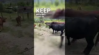 Try Not To Laugh 😂 Funny Farm Animal Moments Caught on Camera!