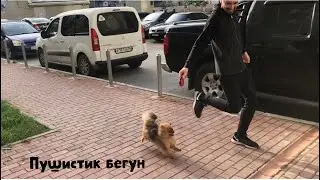 Маленький шпиц супер быстро бегает! Беговая тренировка. Pomeranian spitz runs fast