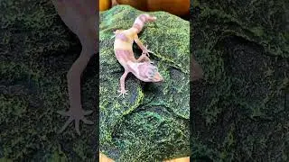 Обзор наличия эублефаров в магазине ZooDragon, морфы эублефаров