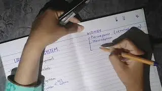 Development of urogenital system #kidney_development #embryology (part 1)