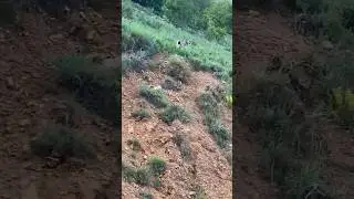 Erzincan/Kemaliye’de yaban hayatını görüntülemek adına çıktığımız yolda vaşağı görüntüledik