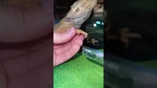 Стригли когти своей ящерице? 