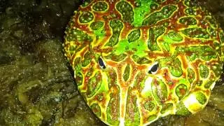 Pacman Frog That's Always Out To Get Me