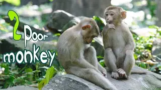 2 Poor monkey brothers lose their family.😢💔