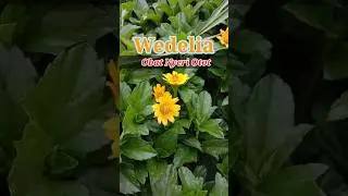 Did You Know : Tanaman banyak manfaat - WEDELIA #herbal