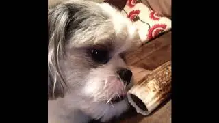 Charlie's Only Friend