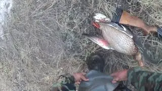 охота подход новинка на утку