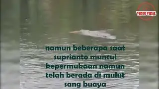 pawang buaya disambar buaya di kutai kartanegara..