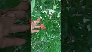 Цветение Граната