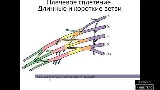 Анатомия человека. Формирования плечевого сплетения. Изранов В.А