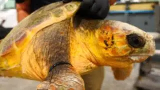 Rescued Sea Turtles - Georgia Aquarium & Partners Provide Temporary Home to Turtles in Need