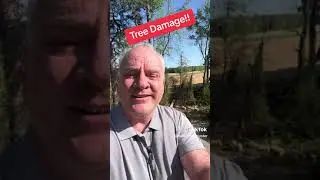 Tree Damage to Roof, Daniel The Adjuster 