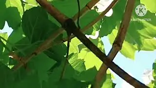 Цвіт калини. (читає автор)