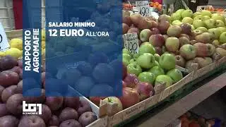 TG1 -  V Rapporto agromafie e caporalato
