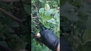 яблоки собираю