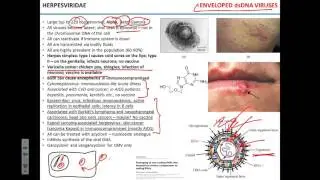 DNA and RNA viruses