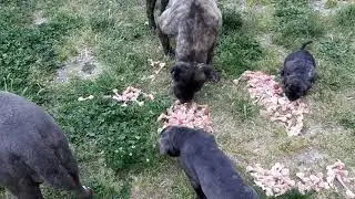 Allevamento Naturale Cane Corso Italiano