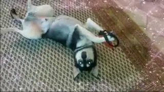 Hund oder Katze