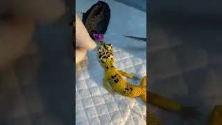 Операция опухоли глаза. РАК у ящерицы!