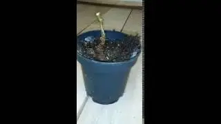 Почему погибают покупные голландские растения?