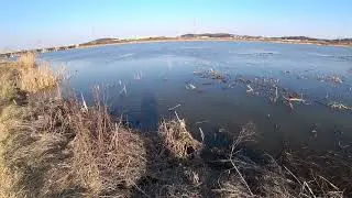 Охота на карасей с рогатки(рыбалка с рогткой)(slingshot fishing)