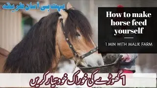 How to make the right feed for my Horse | Daily Diet | Make Yourself | 1 Min With Malik Farm