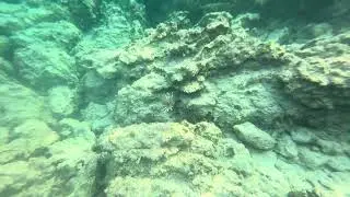 Aslan balığı zararlı mı ??? Kaş ta her sene karşılaşıyoruz