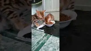 Котята 14.04.22 часть 3
