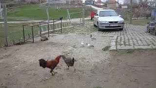 KÖYDE YAPTIĞIM KÜMESİ TANİTİYORUM KUŞLAR HAKKINDA KONUŞTUM