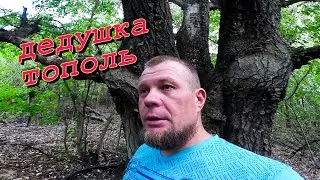 Великаны нашего леса