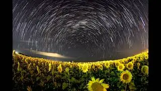 Girassóis na Agrobrasília 2023