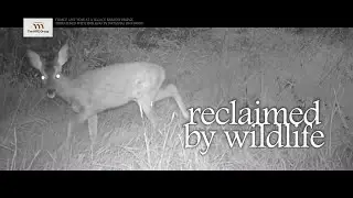 Protect Railway Wildlife Corridors