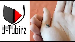 My Pet The Baby Fly