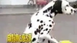 bicycle dog / Chien cycliste