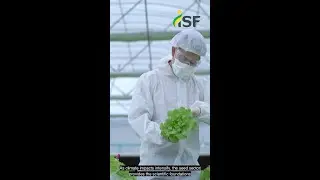 How Improved Varieties Drive 