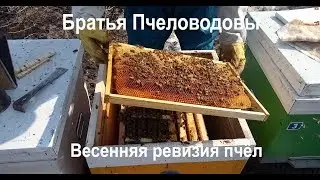 Весенняя ревизия пчёл